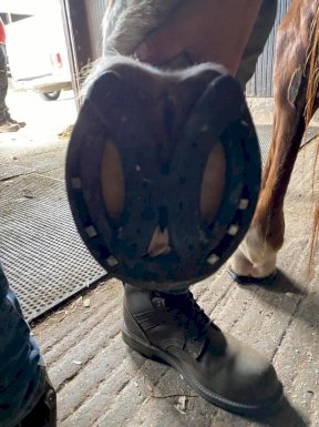 Equi+Poise remedial shoeing work