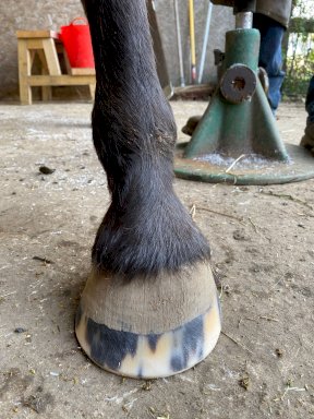 Equi+Poise remedial shoeing work