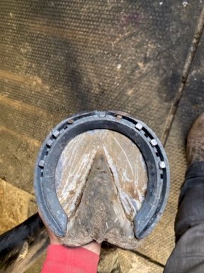 Equi+Poise remedial shoeing work