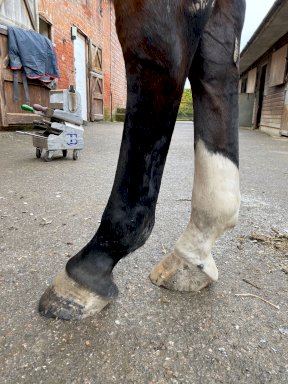 Equi+Poise remedial shoeing work