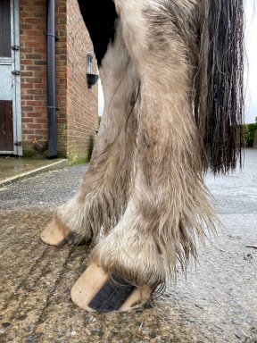 Equi+Poise remedial shoeing work