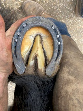 Equi+Poise remedial shoeing work