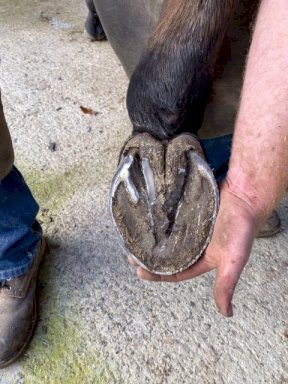 Equi+Poise remedial shoeing work
