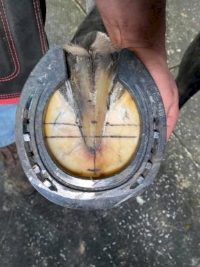Equi+Poise remedial shoeing work