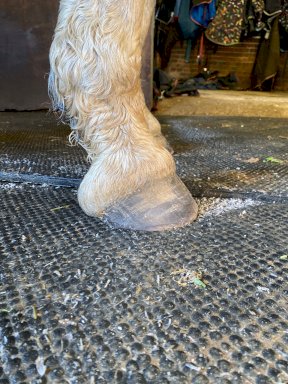 Equi+Poise remedial shoeing work