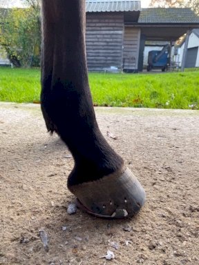 Equi+Poise remedial shoeing work