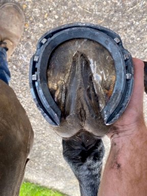 Equi+Poise remedial shoeing work